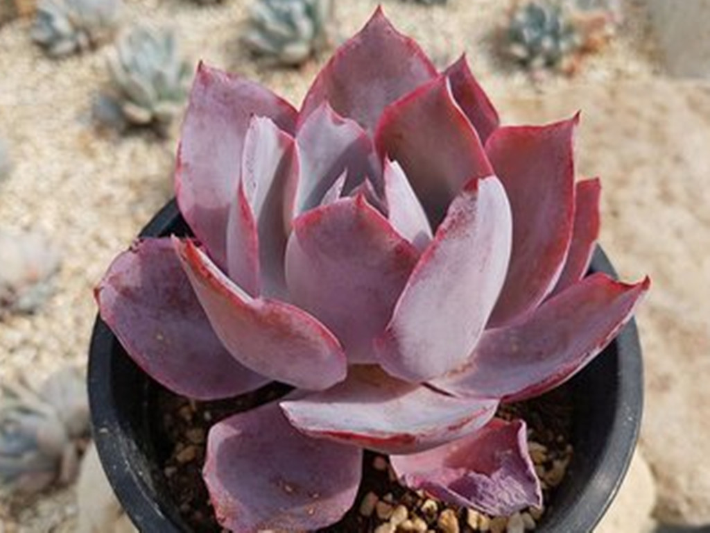 最值得买的多肉品种,包邮最漂亮多肉