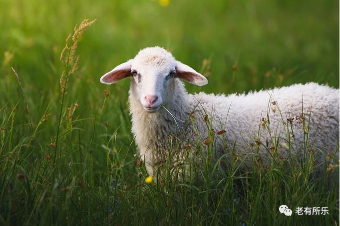 十二生肖来历和起源为什么是十二,一起了解十二生肖的来历及意义