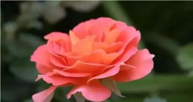 4000种不一样的玫瑰品种大全,100种玫瑰品种图鉴大全