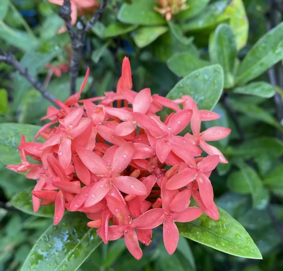 瑞丽一寨两国真实感受,瑞丽一寨两国水井