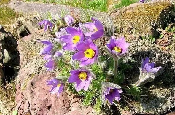 岩石花园景区,岩石园常用花卉