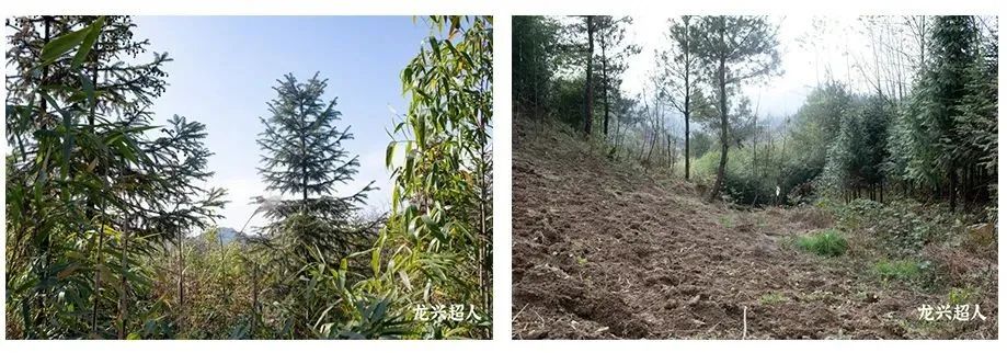 贵州道地药材天麻,道地药材天麻之乡