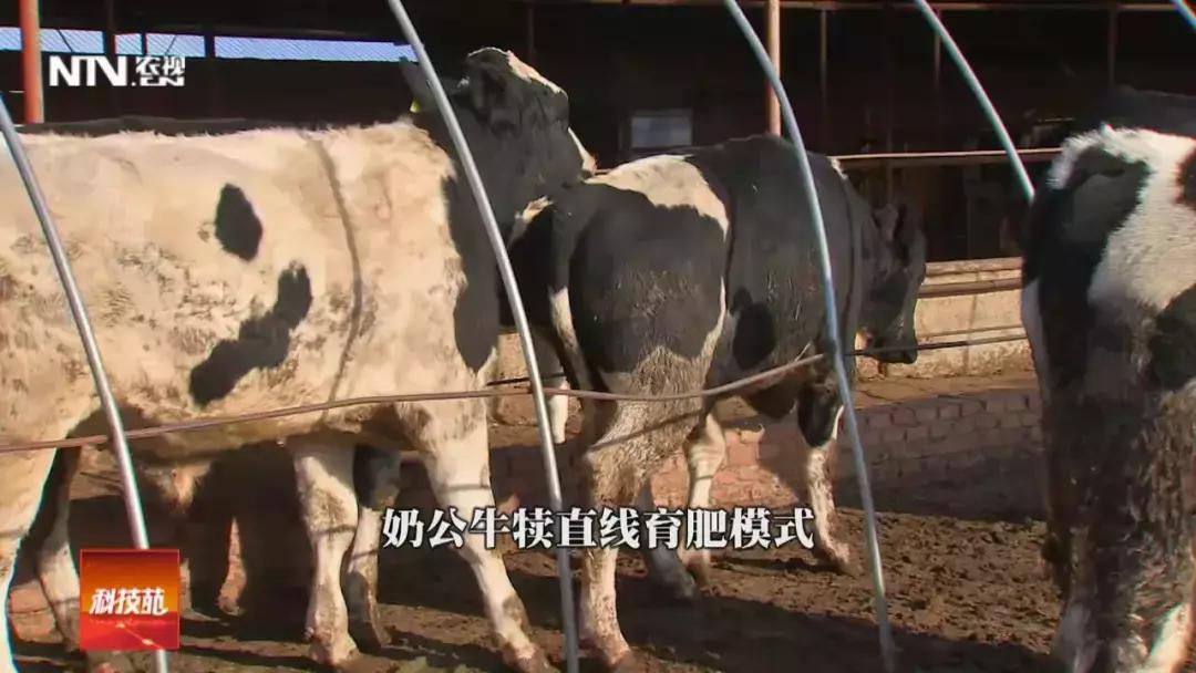 养殖肉牛和奶牛的利润与成本,奶牛与肉牛养殖前景