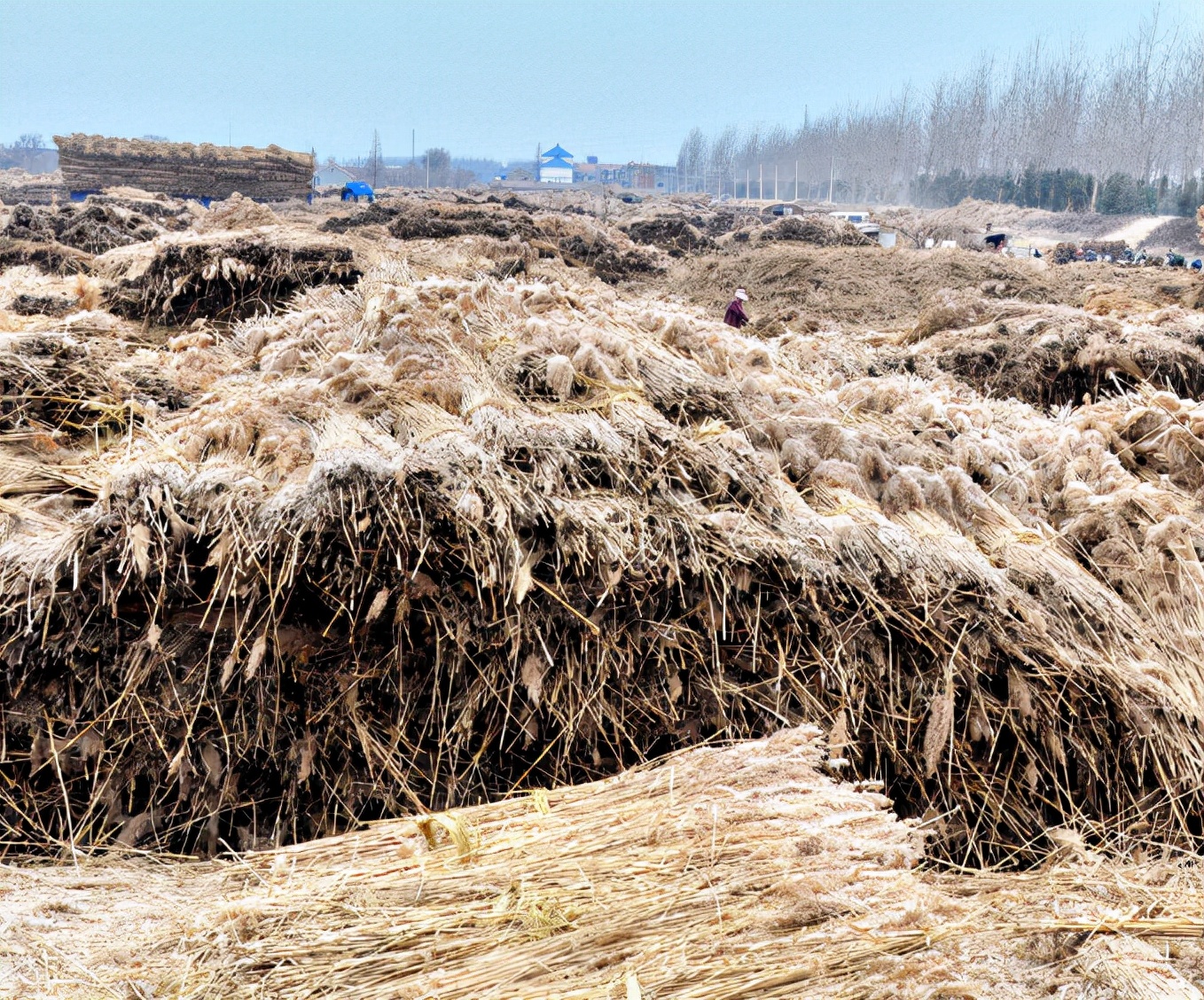 民国刀客们到盘锦割苇子，如果没有备齐“三件套”，基本没法干活