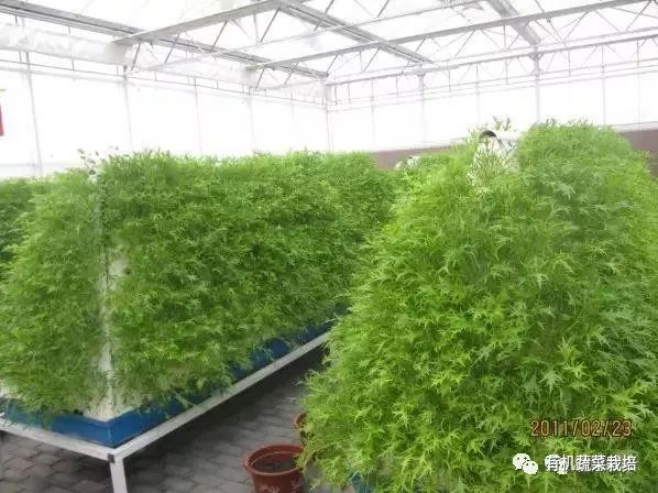 有机生态无土栽培原理与技术,无土栽培知识