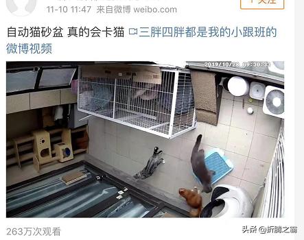 猫有必要买全自动猫砂盆吗,猫自动猫砂盆有必要买吗