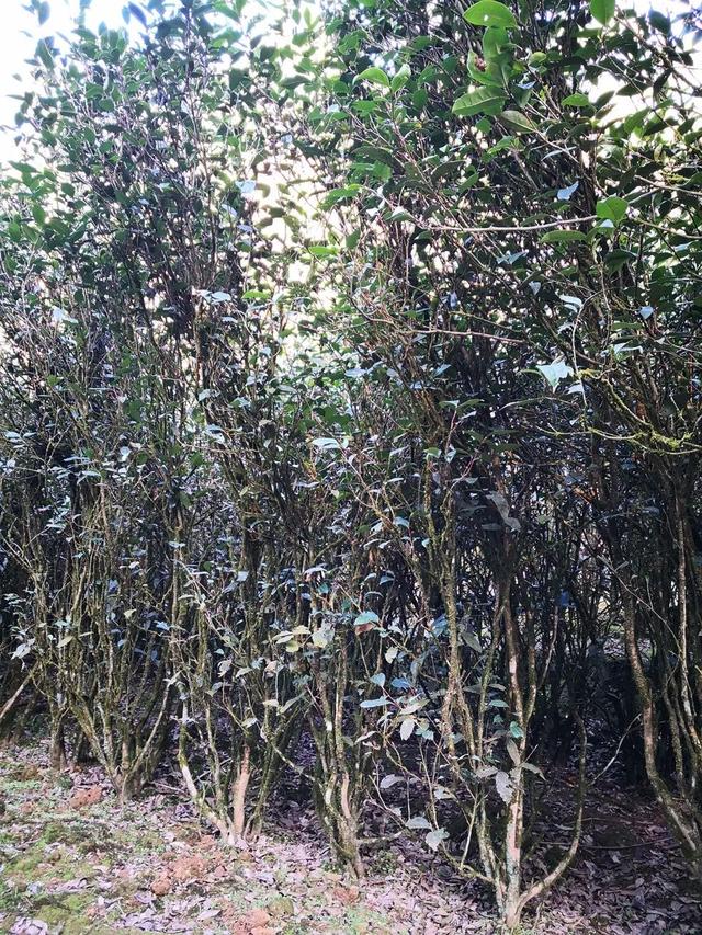 老茶鬼的岩茶“水仙”是什么滋味?