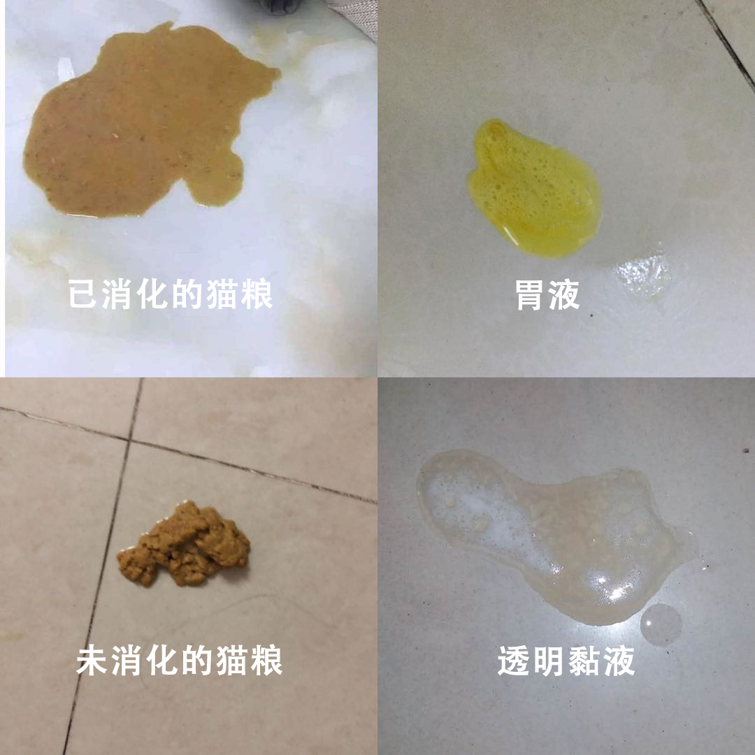猫瘟导致眼睛变绿,谈猫色变
