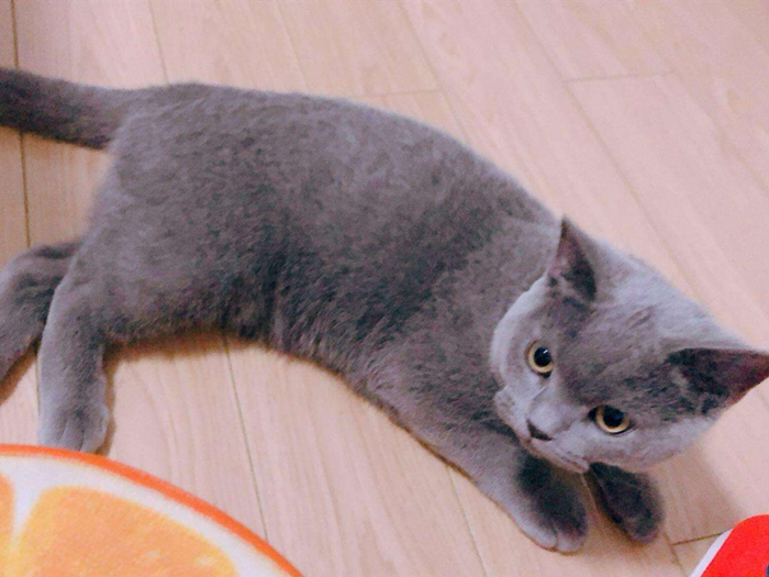 猫咪有这些特征说明它已经认主了,猫咪什么时候开始认主