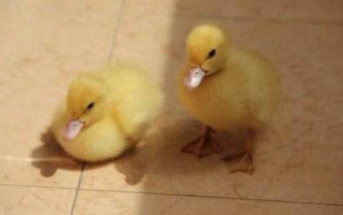 鸭体内有何寄生虫怎么防治,鸭大肠杆菌的防治方法