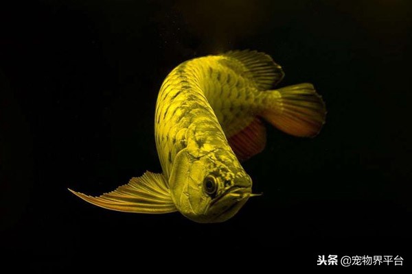 龙鱼反垢前后对比照,如何避免龙鱼兜嘴