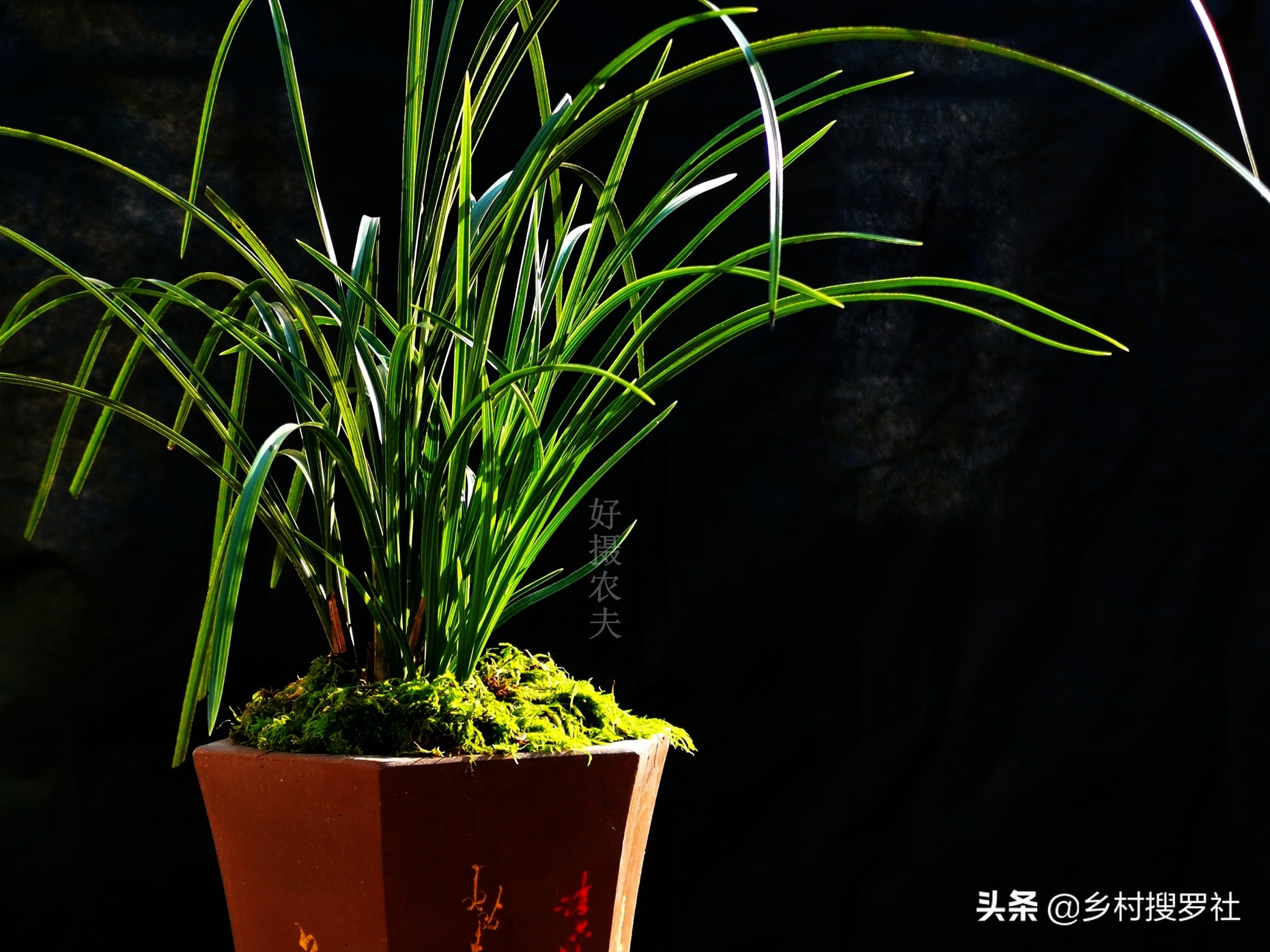 兰花最实用的肥料君子兰,兰花常用肥料有哪些