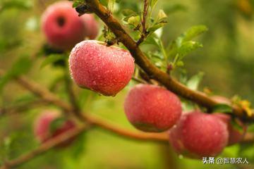 哪个地方的苹果最好吃,陕西省苹果哪里最好吃