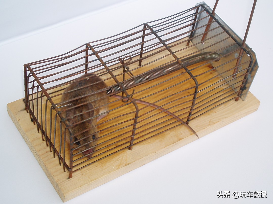 老鼠能钻进汽车驾驶室吗,如果老鼠进家里要怎么办