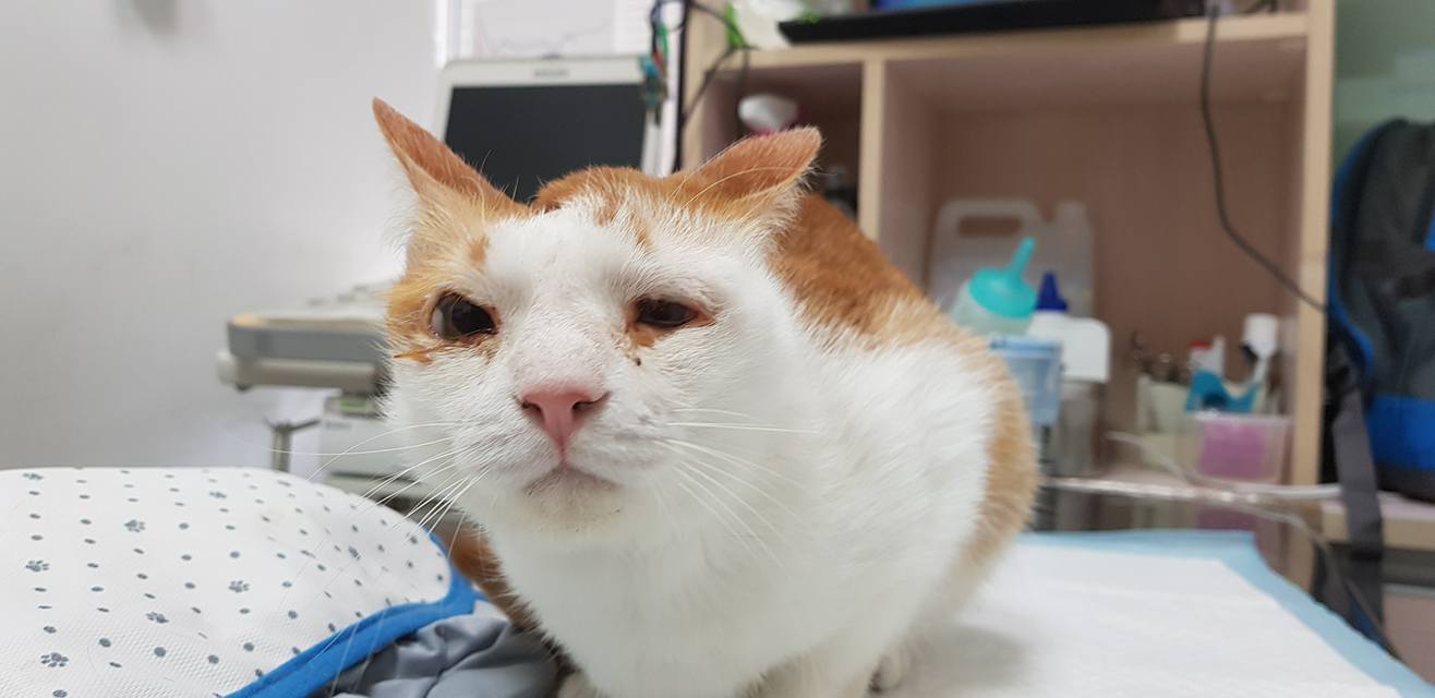 猫咪肺水肿会引起鼻支吗,猫咪肺水肿导致脏器衰竭