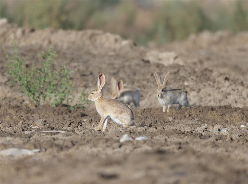 野兔挖洞能挖多深多远,纯野外的野兔打洞吗