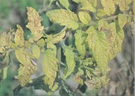 植物癌症病毒怎么防治,植物病毒病最佳治愈方法