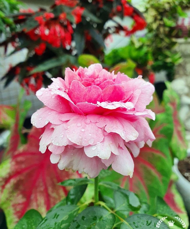 15平米露台改造成功案例,50平方楼顶改造露台和花园