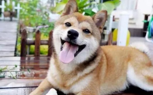 养狗的人怎么去除家里的狗味,养狗家里有异味怎么除去