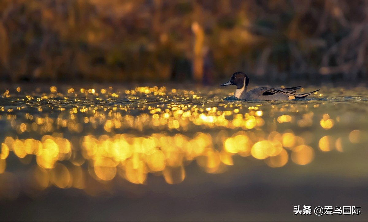 极简鸟类摄影欣赏,2019鸟类摄影作品欣赏