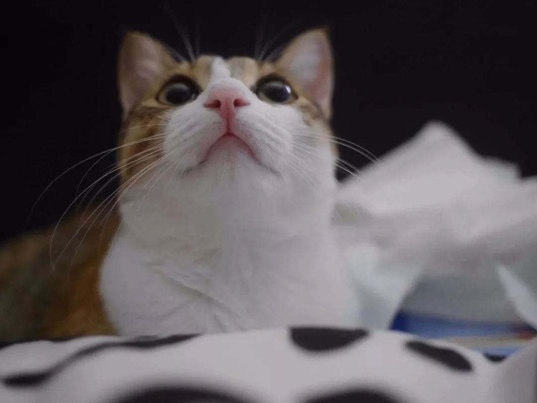 性格最温顺的小猫咪是什么,养一只超凶的小猫咪是什么体验