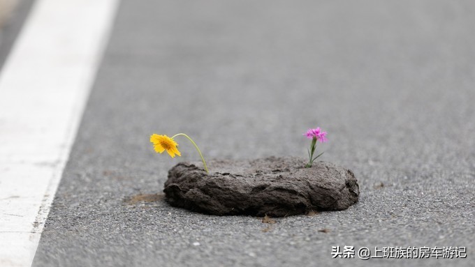 花鸟岛超详细旅游攻略,花鸟岛海岛旅行