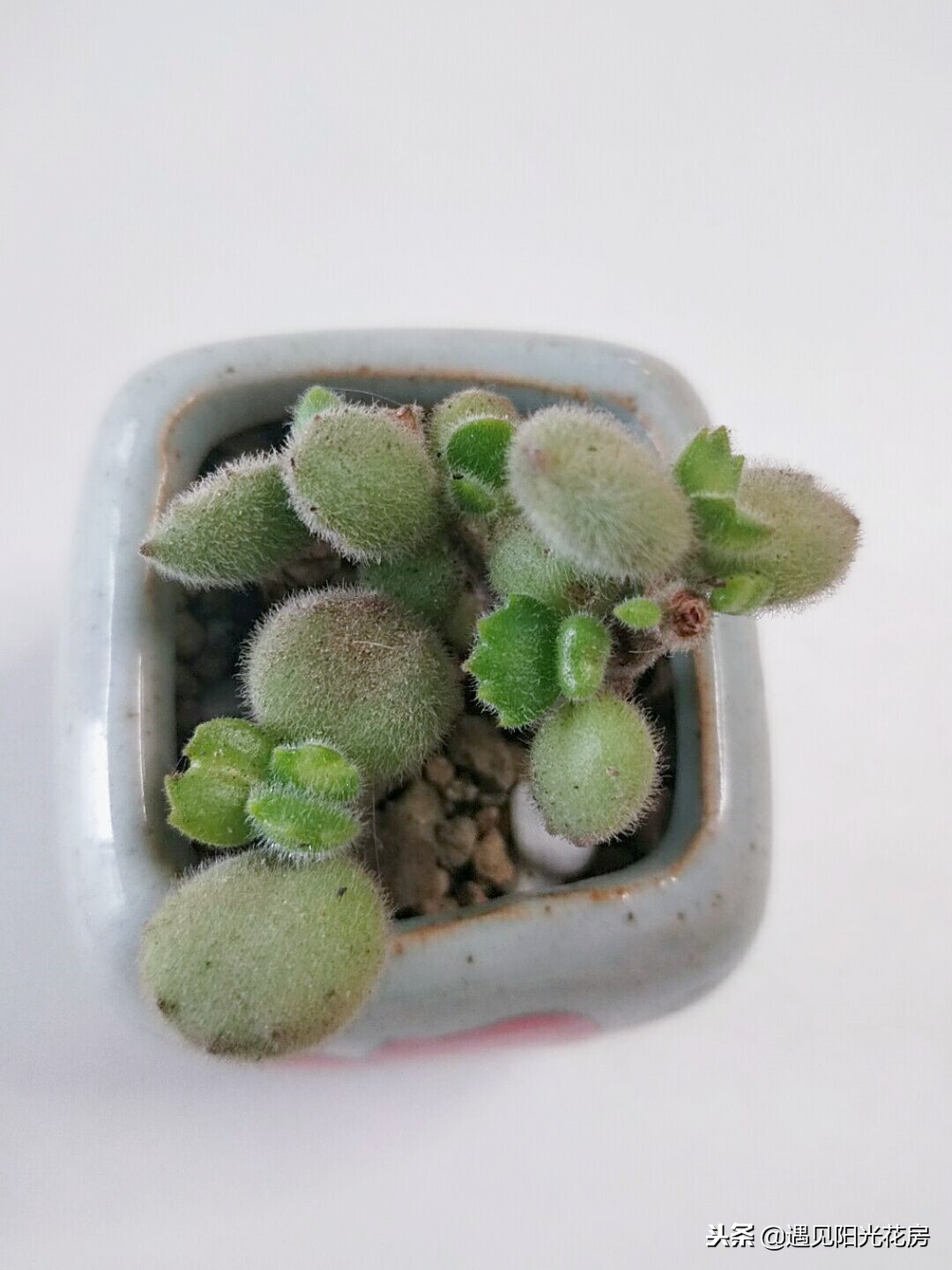 多肉白熊和熊童子区别,熊童子多肉植物满28包邮