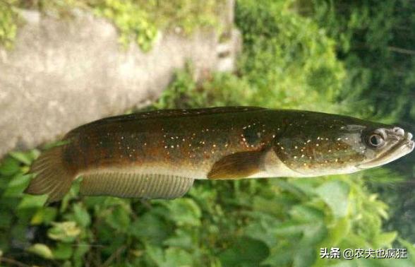 俗称“七星鱼”，酷似泥鳅，有“鱼中珍品”美誉，60元1斤难买到