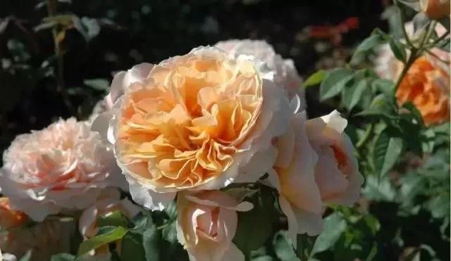 每天学习一点点花卉,100种常见玫瑰品种