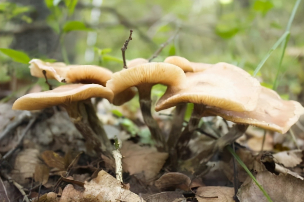 哈尔滨特产美食可带走的前十名,哈尔滨特产必带大米