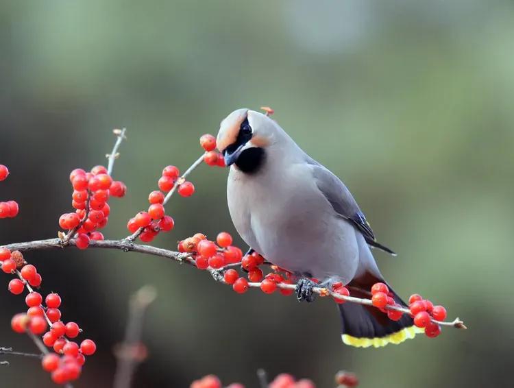 太平鸟拍到的视频,抓拍鸟的照片