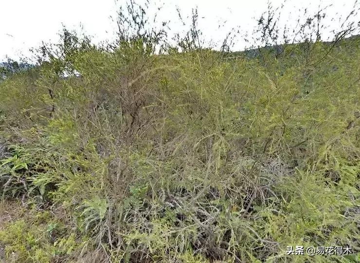 岗松盆景移栽,岗松盆景风景