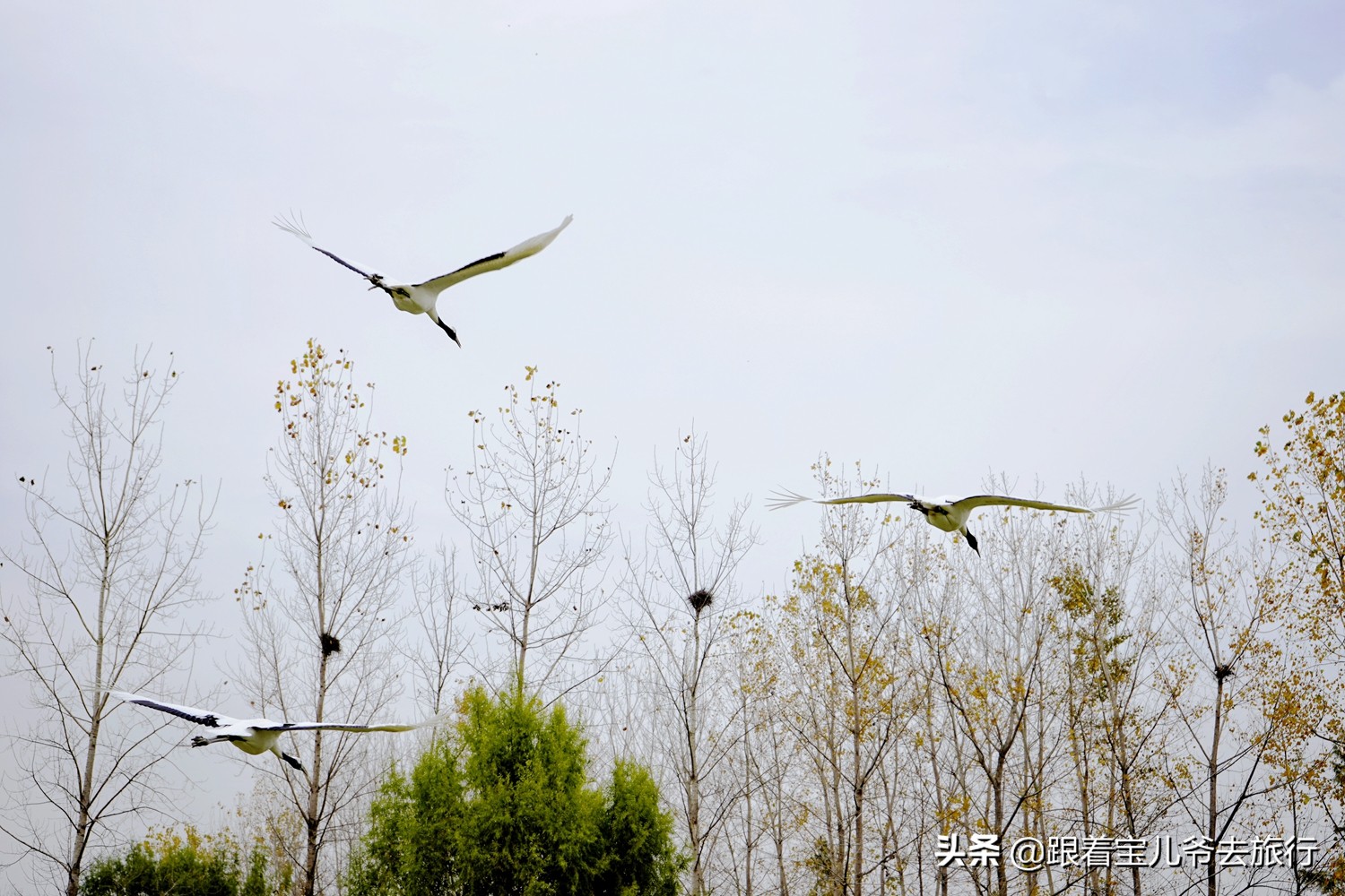 南京燕雀湖水杉林,南京秋天水杉林