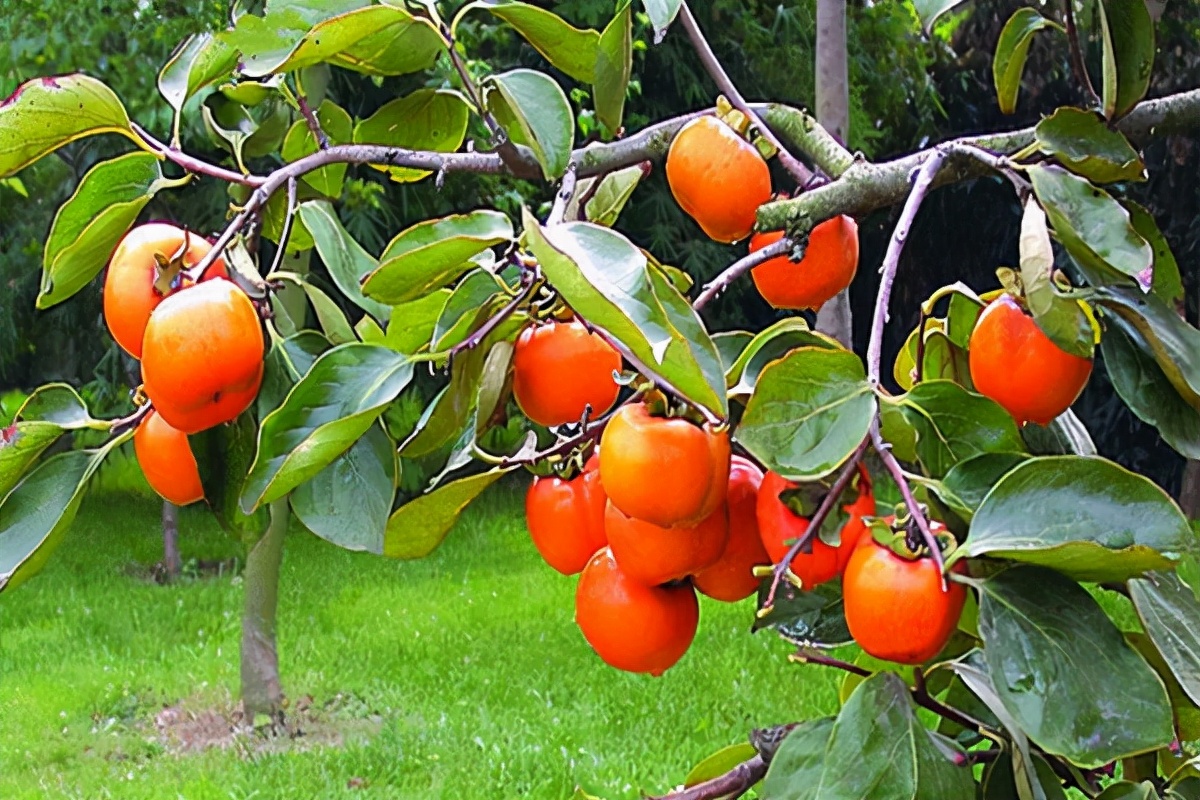 让你回忆一下小时候爬树摘果子,爬树摘石榴小时候的感觉