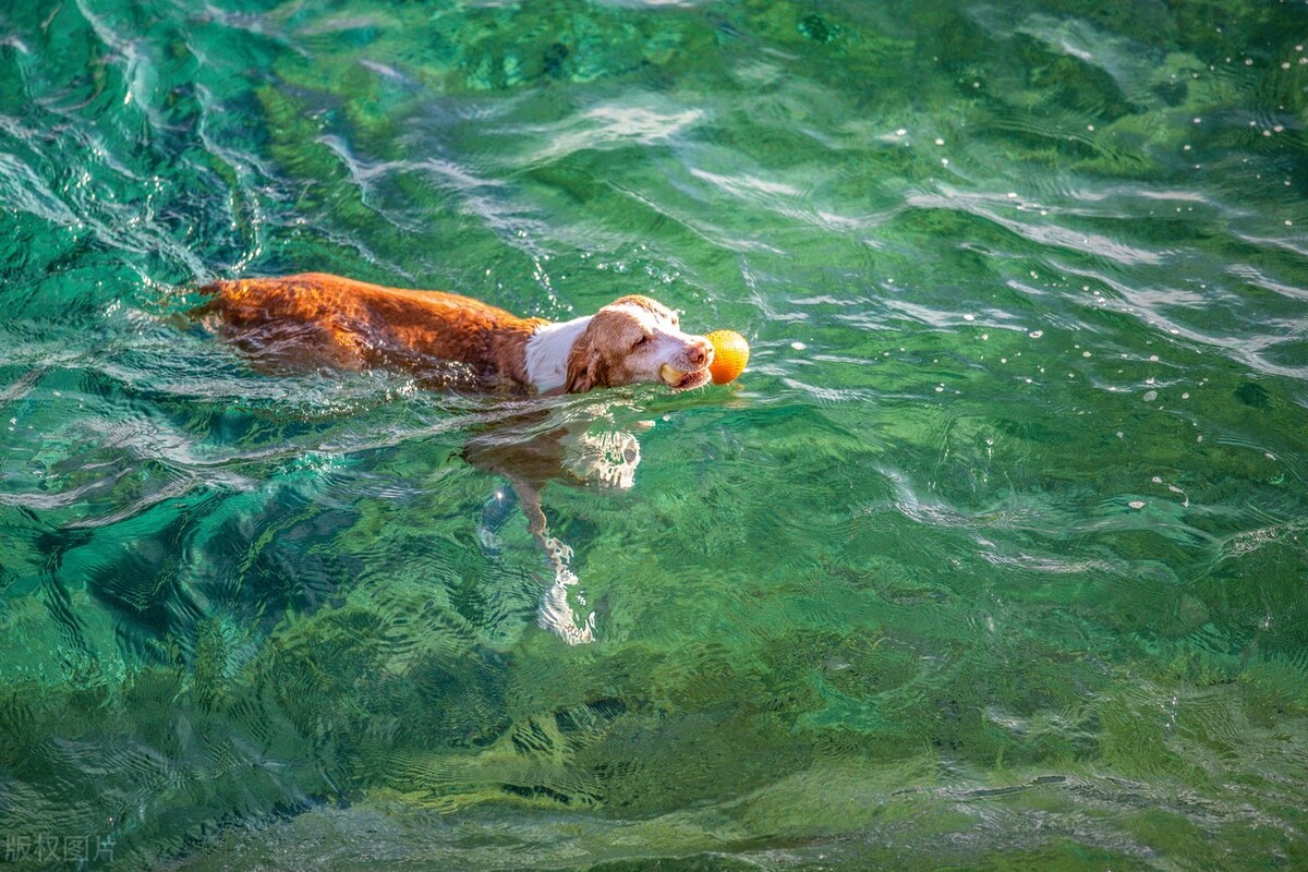 哪些食物狗是不能吃,知识科普狗狗不能吃哪些食物