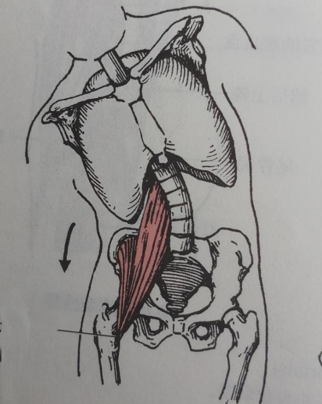 不懂拉伸就不懂健身,拉伸髂腰肌的正确要领