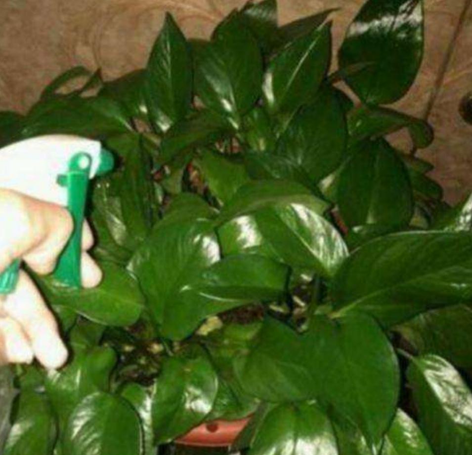 绿萝浇水过多黄叶怎么补救,绿萝浇水过多导致黄叶怎么办