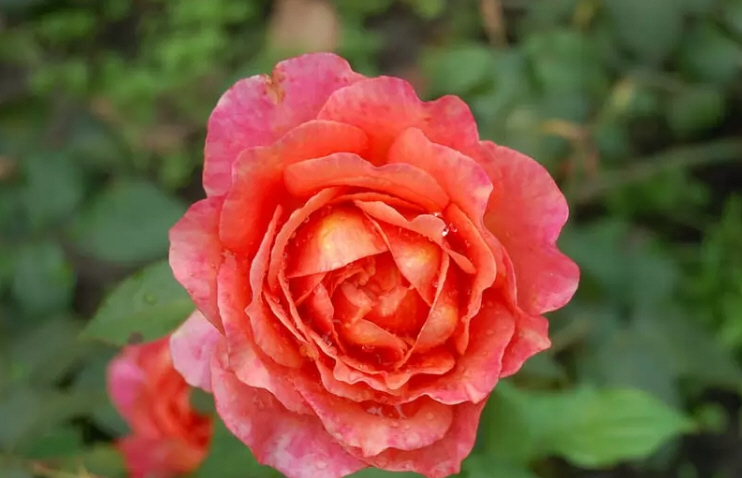 玫瑰花颜色寓意,不同颜色玫瑰花的寓意和象征