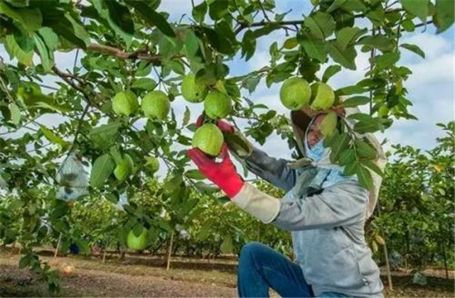 番石榴种植与管理技术和注意事项,番石榴种植技术和管理方法