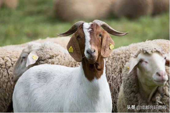 牛羊咳嗽厉害怎么治,牛羊感冒流鼻涕症状