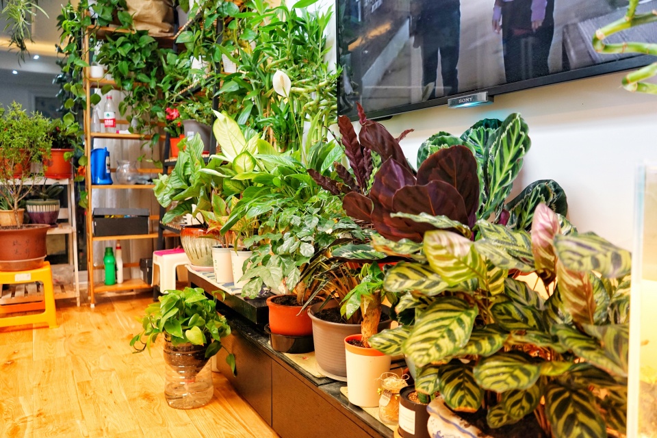 未开封的药物过期8月还可以用吗,哪些花卉适合用过期药片