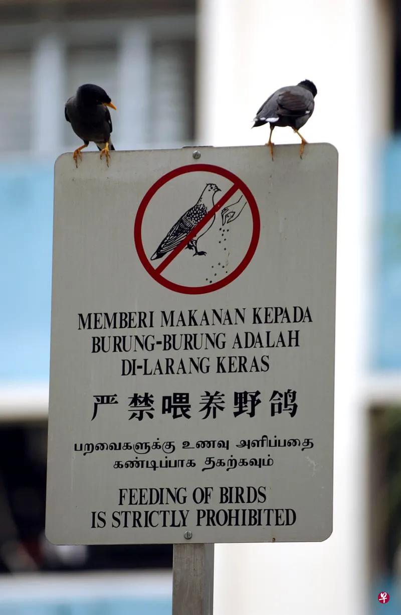 新加坡游玩攻略必买清单,新加坡环岛游玩攻略