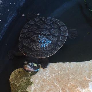 宠物龟腐皮了怎么办?一起认识乌龟腐皮的原因和治疗