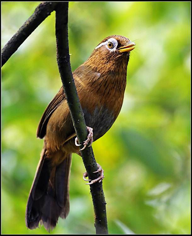 画眉鸟不叫的处理办法！老金分享来自于多年的养鸟经验，望喜欢。