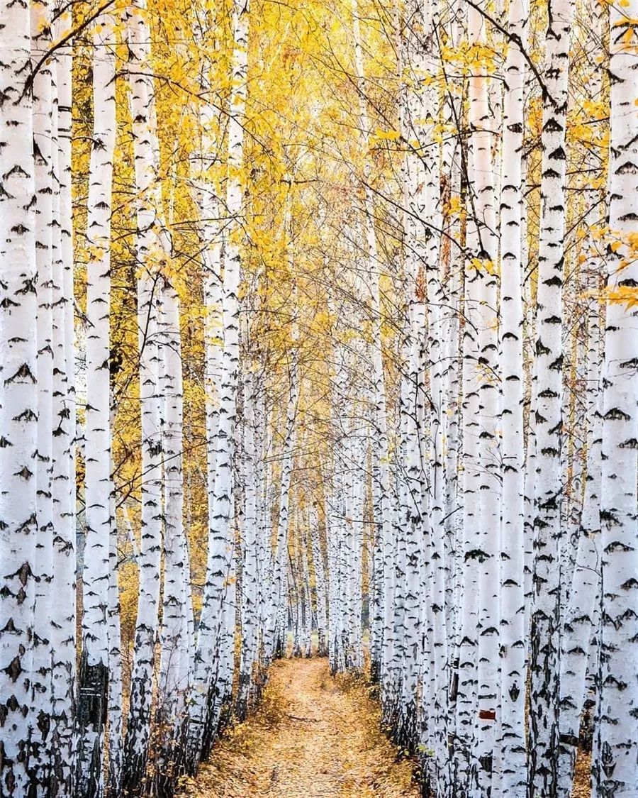 鍥涘缇庢爲,鐢板洯缇庢爲