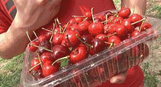 西安樱桃园,西安附近樱桃园采摘园位置