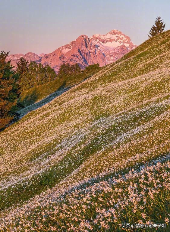 情感咨询栗子每日问答,情感咨询栗子姐