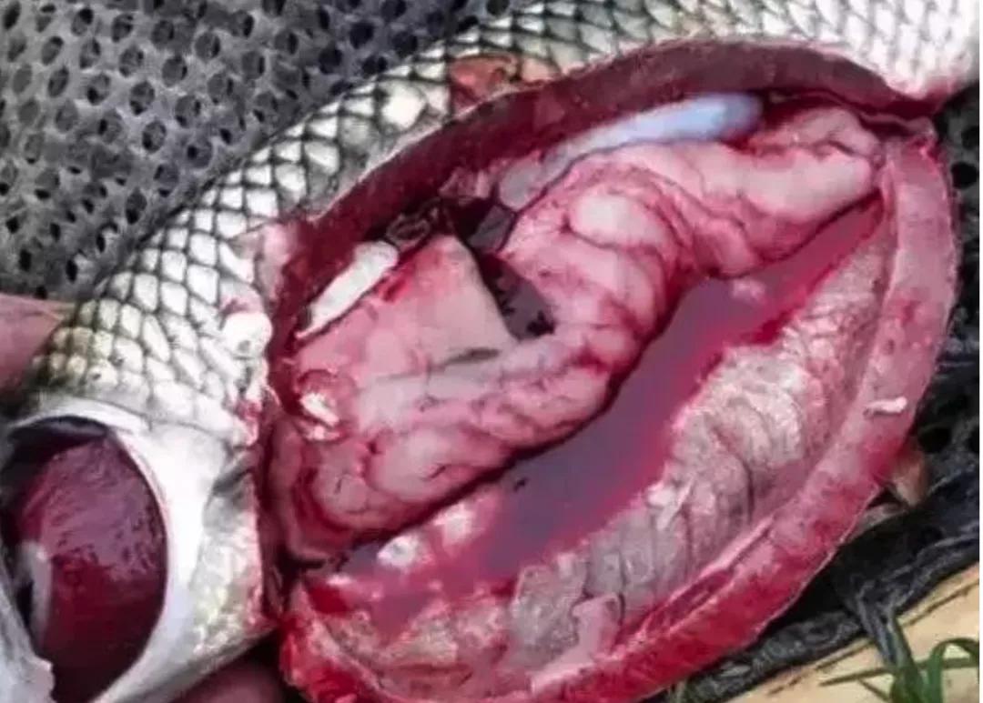 鱼类败血症,鱼病毒性败血症