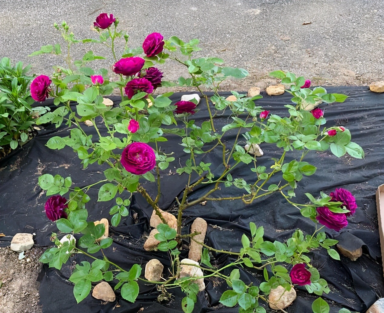 月季如何促根壮苗,如何让月季花枝繁叶茂