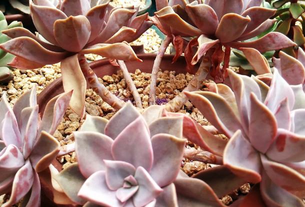 多肉叶子变软了蔫蔫的怎么救活,多肉叶子发软打蔫儿怎么处理